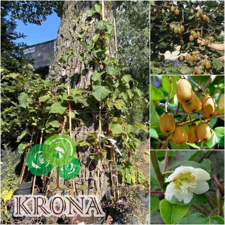 Саджанці купити Ківі / актинідія делікатесна (Actinidia deliciosa) "Hayward" жіноча/контейнер С7.5 L