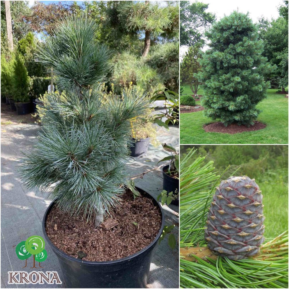 Саджанці купити Сосна кедрова / європейська (Pinus cembra) / Н 65 см / контейнер