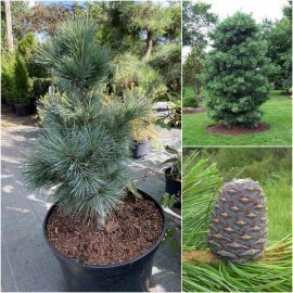 Сосна кедрова / європейська (Pinus cembra) / Н 65 см / контейнер