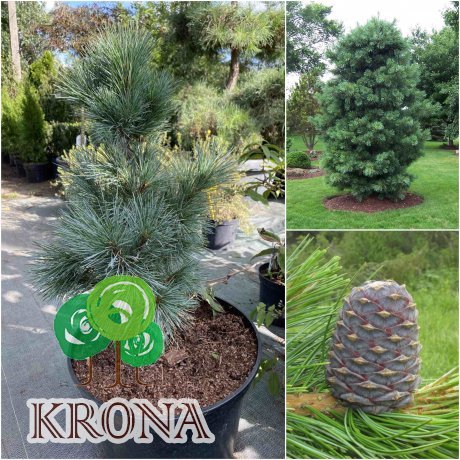 Саджанці купити Сосна кедрова / європейська (Pinus cembra) / Н 65 см / контейнер