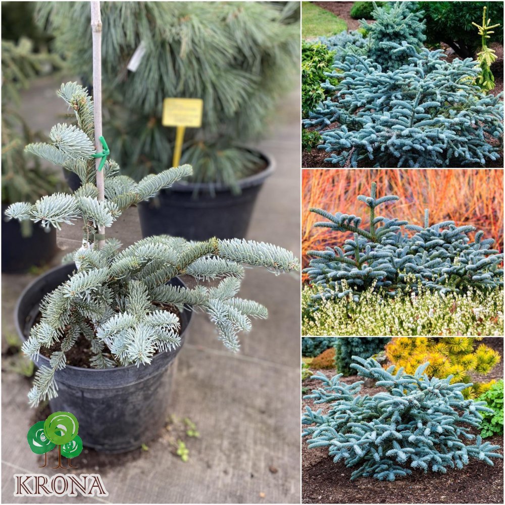 Саджанці купити Ялиця високоросла (Abies Procera) "Glauca"/H 30-40 см/контейнер С5 L
