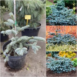 Ялиця високоросла (Abies Procera) "Glauca"/H 30-40 см/контейнер С5 L