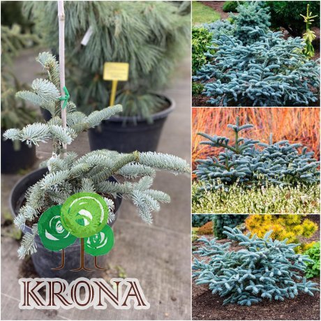 Саджанці купити Ялиця високоросла (Abies Procera) "Glauca"/H 30-40 см/контейнер С5 L