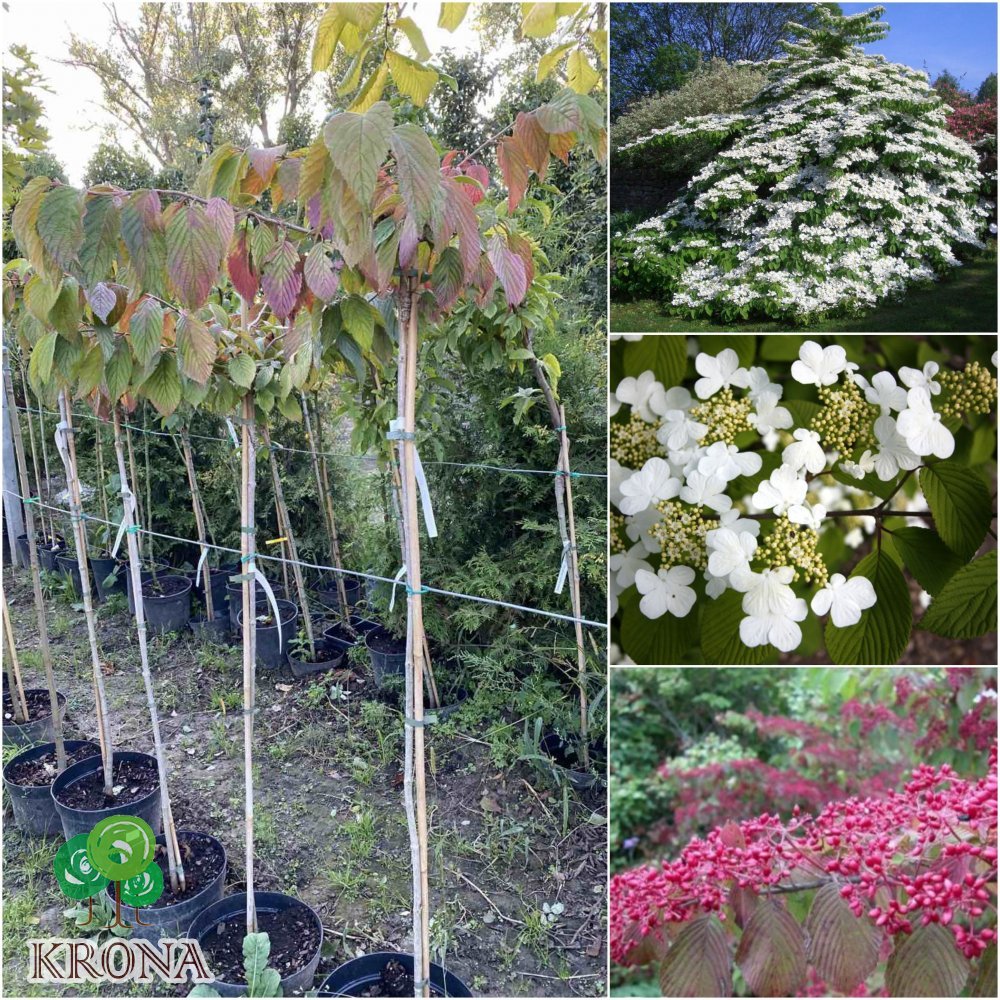 Саджанці купити Калина складчаста (Viburnum plicatum) "Cascade"/Stam 120-140 см/контейнер C12 L