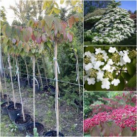 Калина складчаста (Viburnum plicatum) "Cascade"/Stam 120-140 см/контейнер C12 L