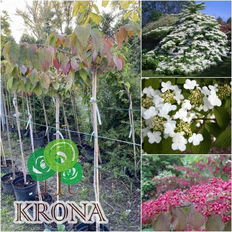 Саджанці купити Калина складчаста (Viburnum plicatum) "Cascade"/Stam 120-140 см/контейнер C12 L