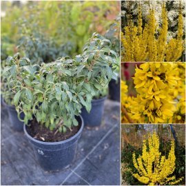 Форзиція проміжна (Forsythia intermedia) "Mikador"/контейнер С5 L
