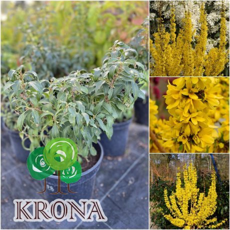 Саджанці купити Форзиція проміжна (Forsythia intermedia) "Mikador"/контейнер С5 L