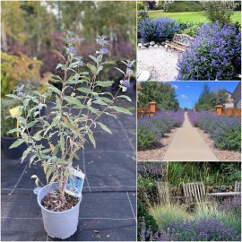 Каріоптеріс кладонський (Caryopteris clandonensis) "Heavenly Blue"/контейнер C5 L