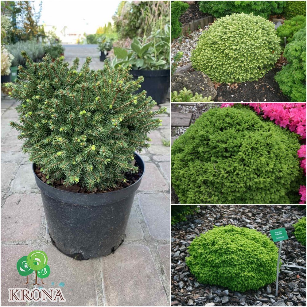 Саджанці купити Ялина звичайна (Picea abies) "Little Gem"/контейнер С5 L