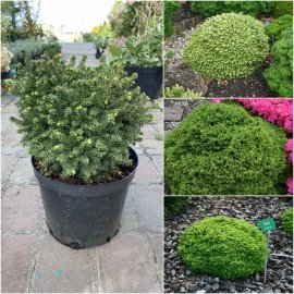 Ялина звичайна (Picea abies) "Little Gem"/контейнер С5 L