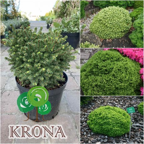 Саджанці купити Ялина звичайна (Picea abies) "Little Gem"/контейнер С5 L