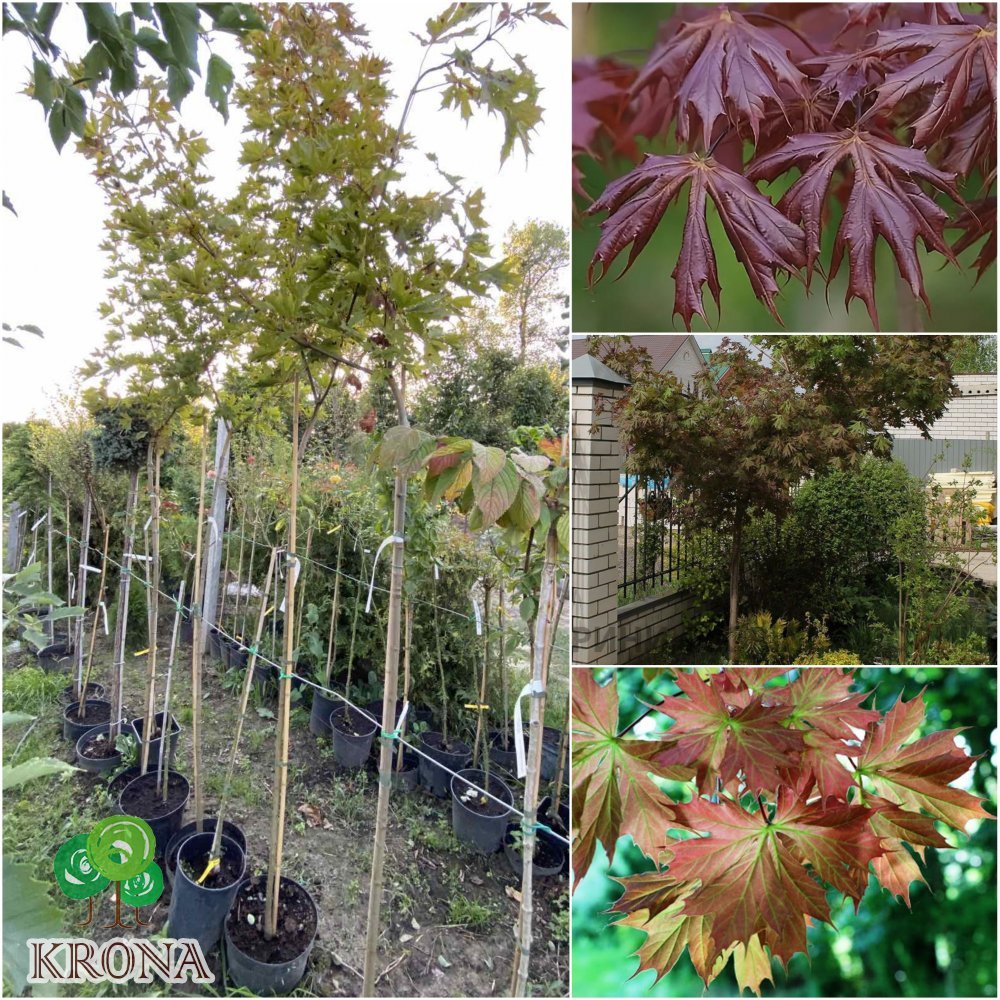 Саджанці купити Клен гостролистий (Acer platanoides) "Charles Joly"/Stam 160 см/контейнер С25 L