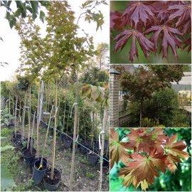 Клен гостролистий (Acer platanoides) "Charles Joly"/Stam 160 см/контейнер С25 L