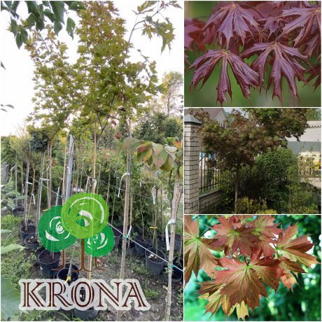 Саджанці купити Клен гостролистий (Acer platanoides) "Charles Joly"/Stam 160 см/контейнер С25 L
