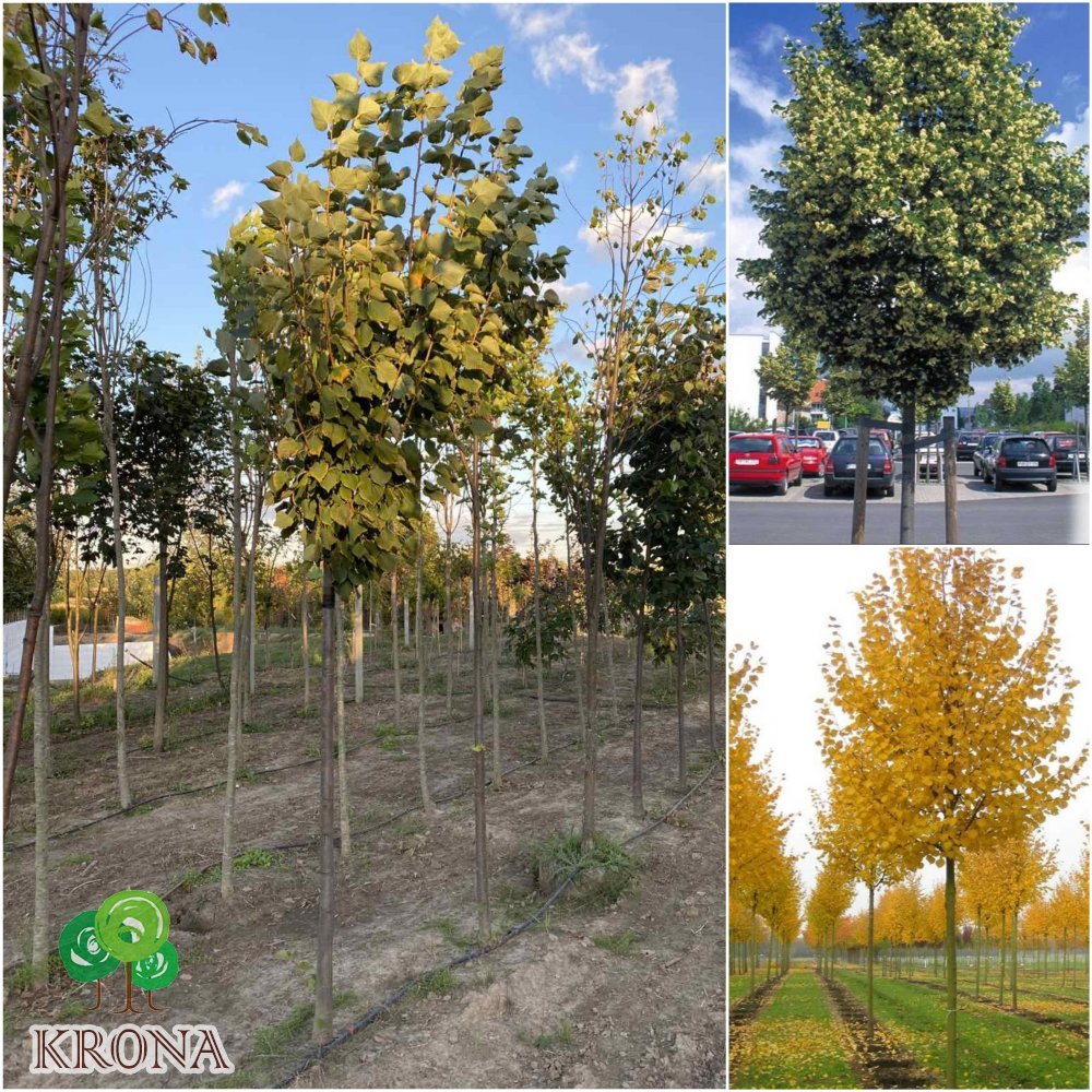 Саджанці купити Липа дрібнолиста (Tilia cordata) "Rancho"/Н 450-500+/НО 17-21 см/ком