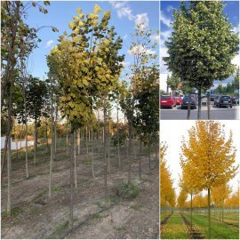 Липа дрібнолиста (Tilia cordata) "Rancho"/Н 450-500+/НО 17-21 см/ком