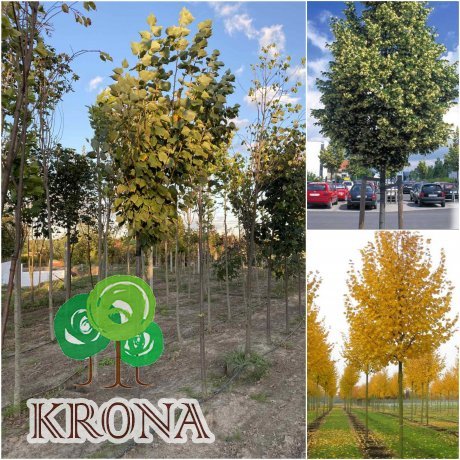 Саджанці купити Липа дрібнолиста (Tilia cordata) "Rancho"/Н 450-500+/НО 17-21 см/ком