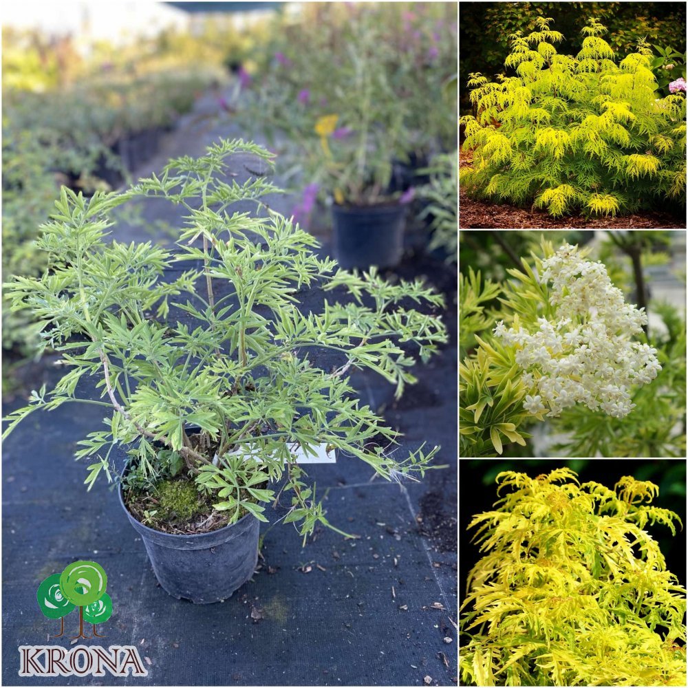 Саджанці купити Бузина чорна (Sambucus nigra) "Golden Tower"/H 30-40 см/контейнер C5 L