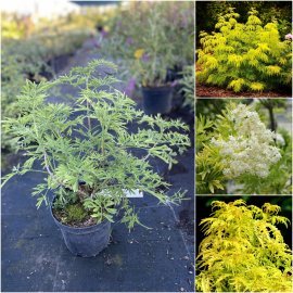 Бузина чорна (Sambucus nigra) "Golden Tower"/H 30-40 см/контейнер C5 L