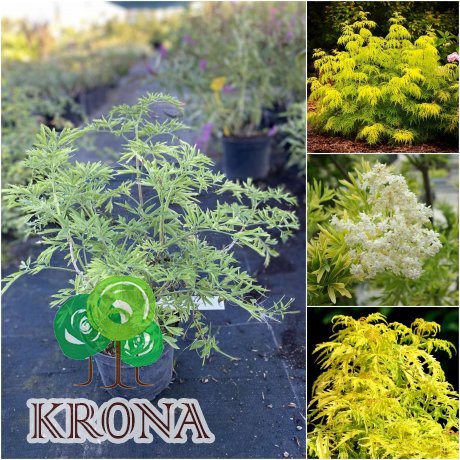 Саджанці купити Бузина чорна (Sambucus nigra) "Golden Tower"/H 30-40 см/контейнер C5 L