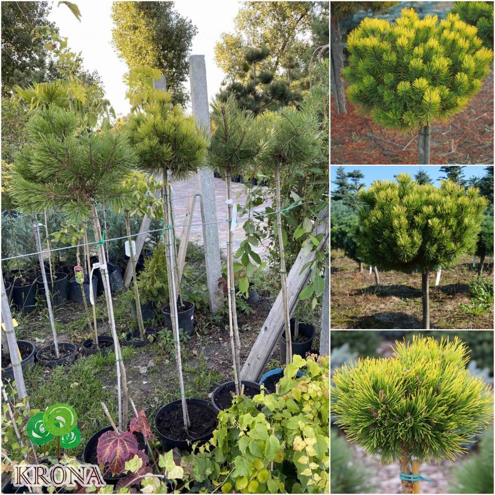 Саджанці купити Сосна гірська (Pinus mugo) "Ophir" / Stam 100-120 см / контейнер