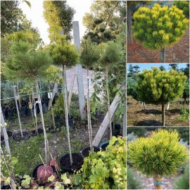 Сосна гірська (Pinus mugo) "Ophir" / Stam 100-120 см / контейнер