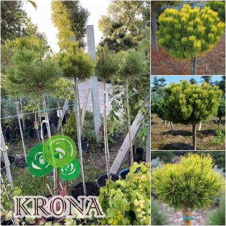 Саджанці купити Сосна гірська (Pinus mugo) "Ophir" / Stam 100-120 см / контейнер