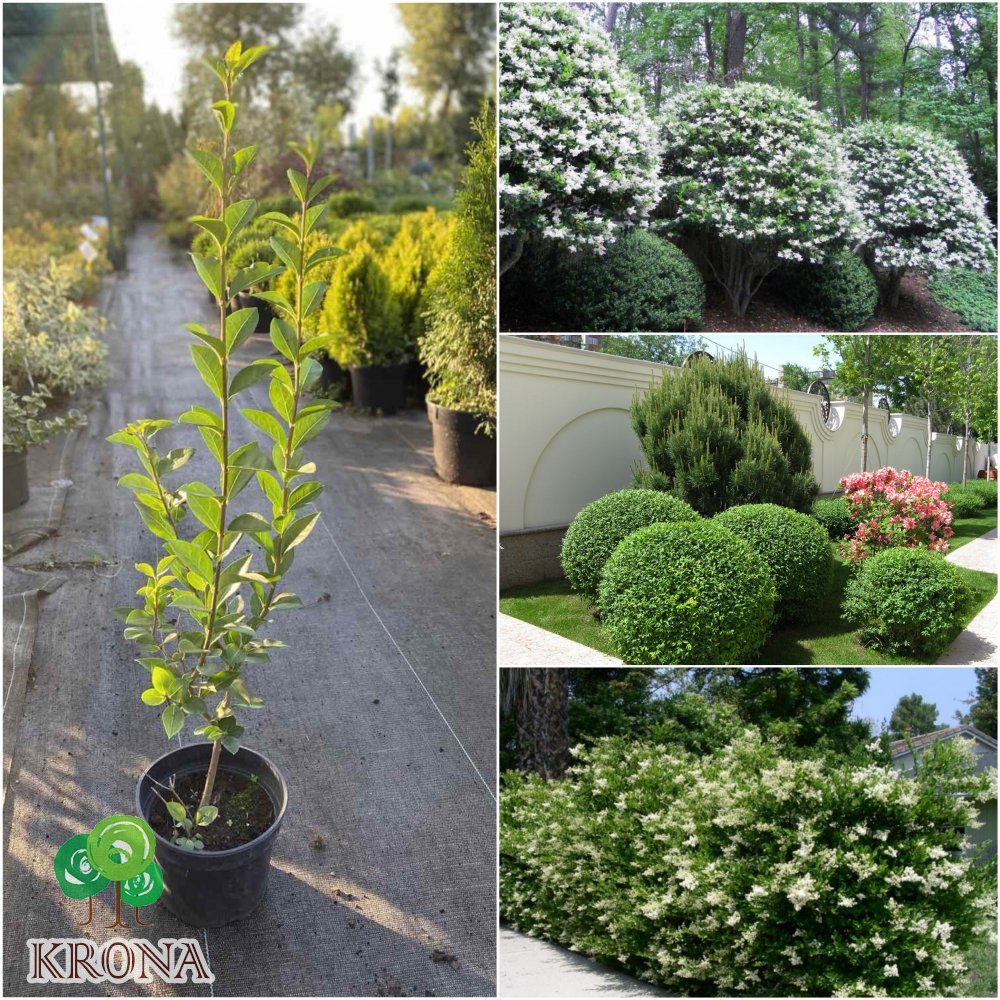 Саджанці купити Бірючина овальнолистова (Ligustrum ovalifolium)/контейнер C5 L