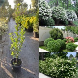 Бірючина овальнолистова (Ligustrum ovalifolium)/контейнер C5 L