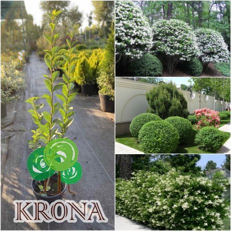 Саджанці купити Бірючина овальнолистова (Ligustrum ovalifolium)/контейнер C5 L