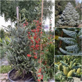 Ялиця корейська (Abies koreanа) "Silberlocke" / H 95-100 см / ком Ялиця корейська (Abies koreanа) "Silberlocke" / H 95-100 см / ком
