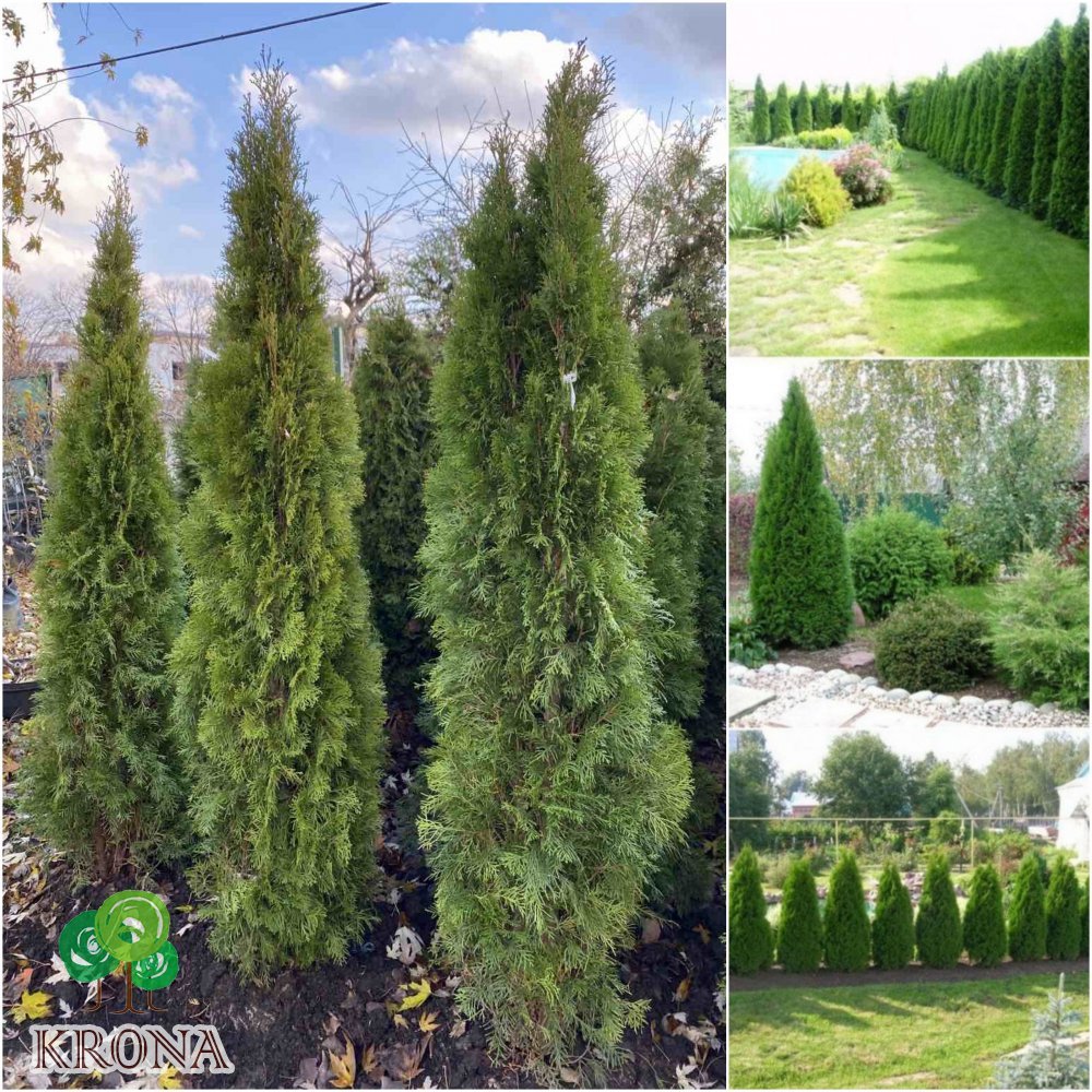 Саджанці купити Туя західна "Смарагд" (Thuja occidentalis) "Smaragd" /H  180-200 см / ком