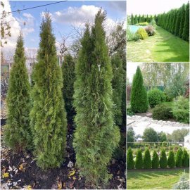 Туя західна "Смарагд" (Thuja occidentalis) "Smaragd" /H  180-200 см / ком