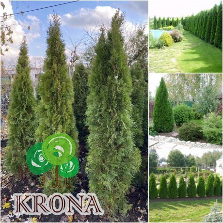 Саджанці купити Туя західна "Смарагд" (Thuja occidentalis) "Smaragd" /H  180-200 см / ком