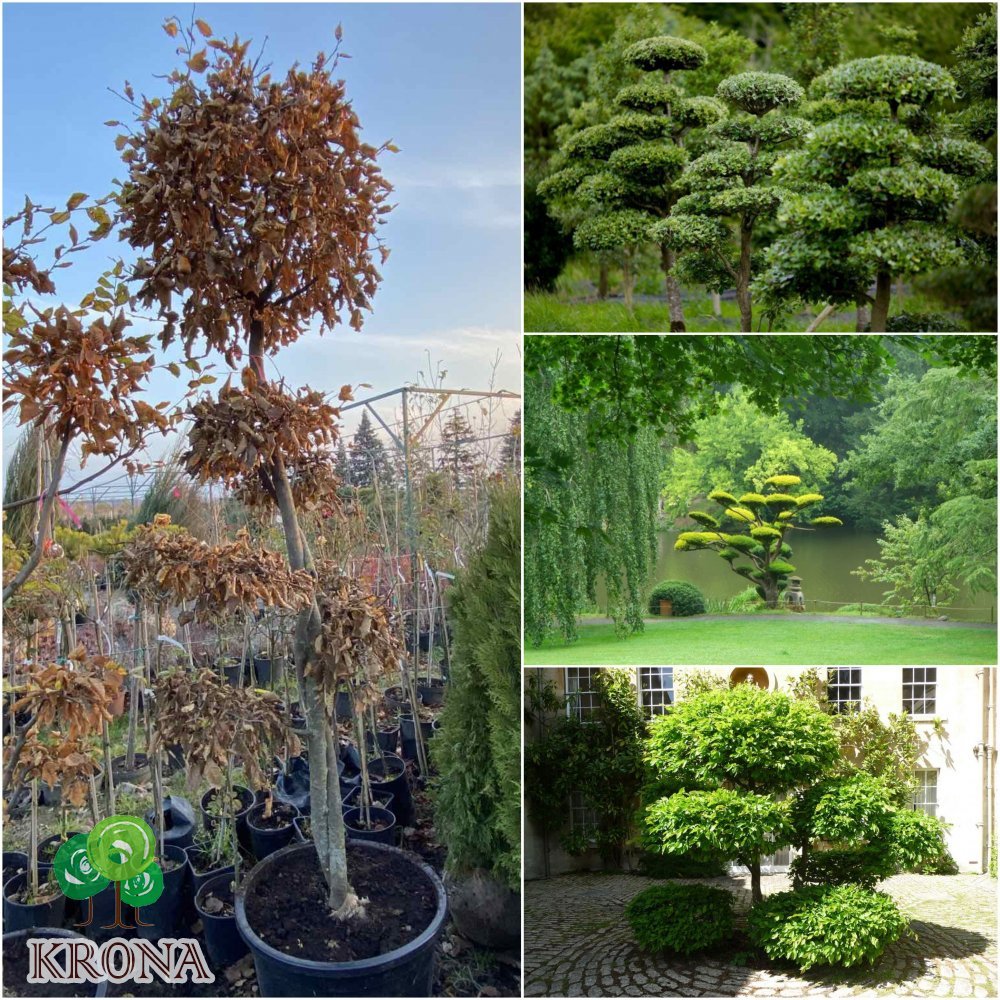 Саджанці купити Граб звичайний (Carpinus betulus) ниваки /Н 200-250 см/кому