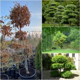 Граб звичайний (Carpinus betulus) ниваки /Н 200-250 см/кому