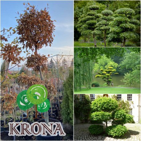 Саджанці купити Граб звичайний (Carpinus betulus) ниваки /Н 200-250 см/кому