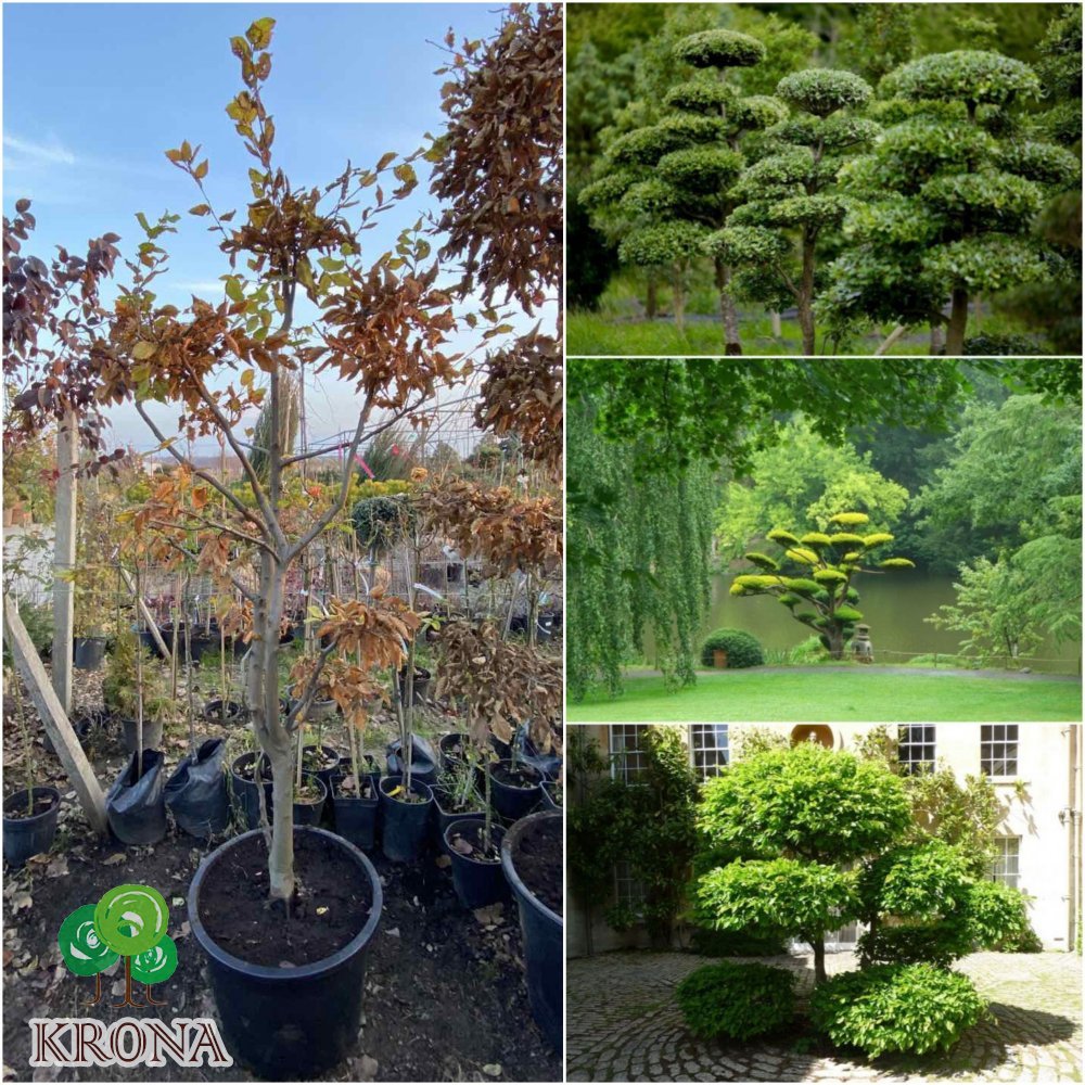 Саджанці купити Граб звичайний (Carpinus betulus) ниваки /Н 200-210 см/ ком