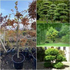 Граб звичайний (Carpinus betulus) ниваки /Н 200-210 см/ ком