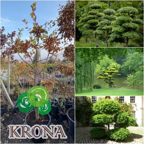 Саджанці купити Граб звичайний (Carpinus betulus) ниваки /Н 200-210 см/ ком