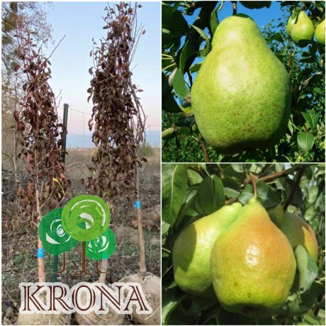 Саджанці купити Груша "Ноябрська" / 6 років / ком