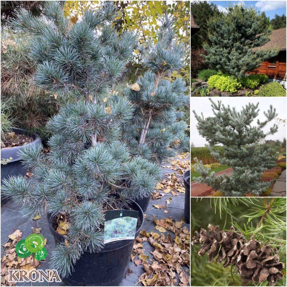 Саджанці купити Сосна дрібноквіткова (Pinus parviflora) "Tempelhof"/Н 90-120 см/контейнер