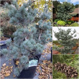 Сосна дрібноквіткова (Pinus parviflora) "Tempelhof"/Н 90-120 см/контейнер Сосна дрібноквіткова (Pinus parviflora) "Tempelhof"/Н 90-120 см/контейнер