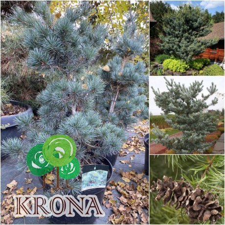 Саджанці купити Сосна дрібноквіткова (Pinus parviflora) "Tempelhof"/Н 90-120 см/контейнер