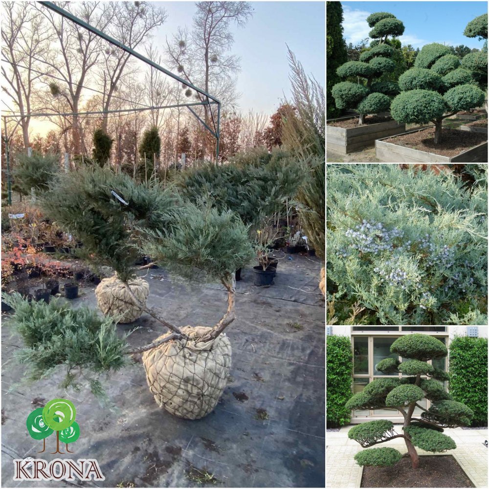 Саджанці купити Ялівець віргінський (Juniperus virginiana) "Grey owl" ниваки/ ком