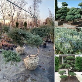 Ялівець віргінський (Juniperus virginiana) "Grey owl" ниваки/ ком