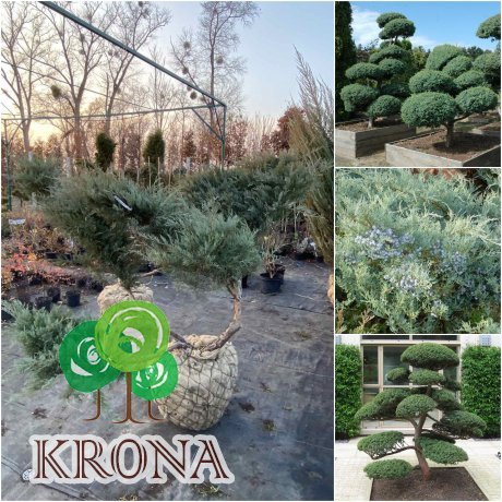 Саджанці купити Ялівець віргінський (Juniperus virginiana) "Grey owl" ниваки/ ком