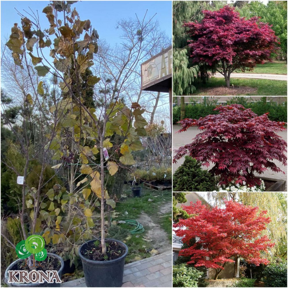 Саджанці купити Клен пальмолистий (Acer palmatum) "Red Emperor" /Н 240 см/контейнер C35 L