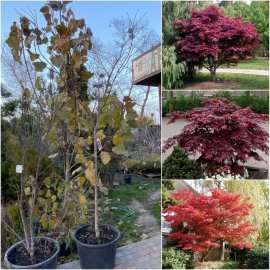 Клен пальмолистий (Acer palmatum) "Red Emperor" /Н 240 см/контейнер C35 L Клен пальмолистий (Acer palmatum) "Red Emperor" /Н 240 см/контейнер C35 L